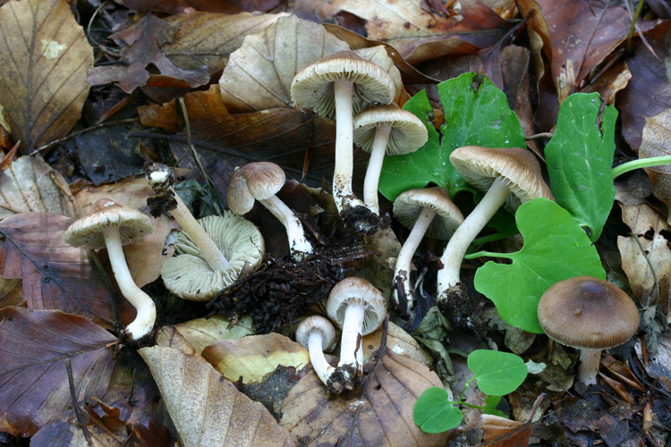 Inocybe fuscidula Velen. var. bispopigera Kuyper